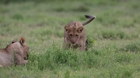 Lion cubs feasting on a kill. Stock Footage 324562551