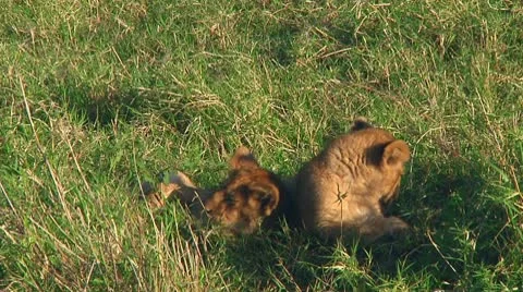 Lion cubs Stock Footage 9432109