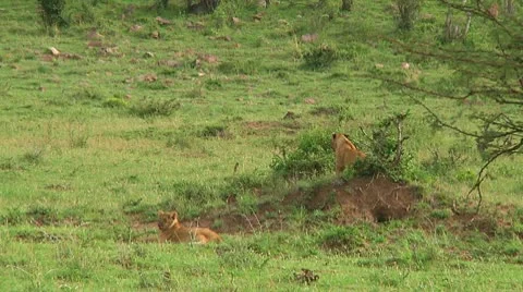 Lion cubs Stock Footage 10255269