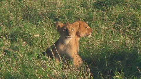 Lion cubs Stock Footage 10579901