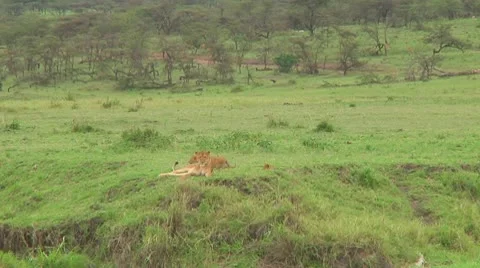 Lion cubs Stock Footage 10580179
