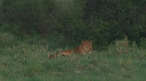 Lion cubs Stock Footage 10589836