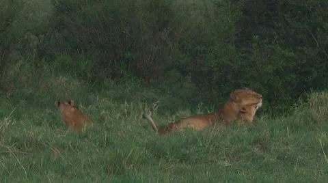 Lion cubs Video stock 10589874