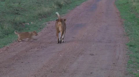 Lion cubs Stock Footage 10590491