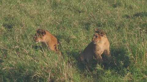 Lion cubs Stock Footage 10709470