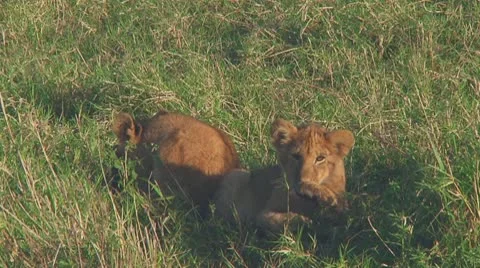 Lion cubs Stock Footage 10709482