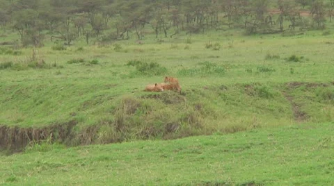 Lion cubs Stock Footage 10709878
