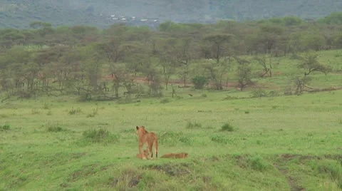 Lion cubs Stock Footage 10709898