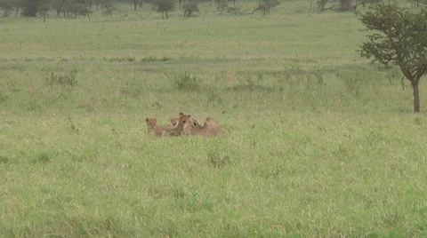 Lion cubs Stock Footage 10709998