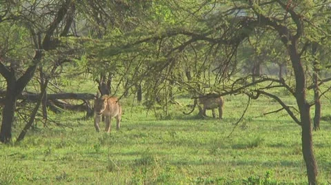 Lion cubs Stock Footage 10710139