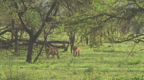 Lion cubs Stock Footage 10710155