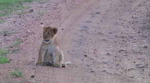 Lion cubs Stock Footage 10711356