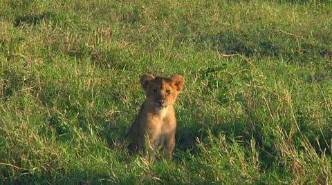 Lion cubs Stock Footage 10746361