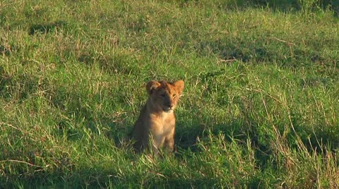 Lion cubs Stock Footage 10746405