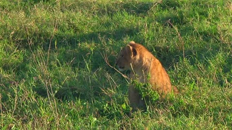 Lion cubs Stock Footage 10746433