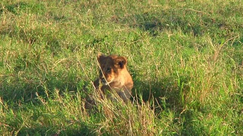 Lion cubs Stock Footage 10746478