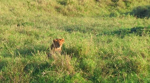 Lion cubs Stock Footage 10746525