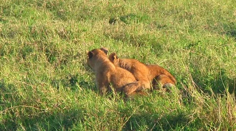 Lion cubs Stock Footage 10746569