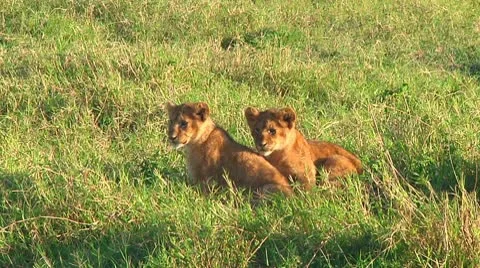 Lion cubs Stock Footage 10746600