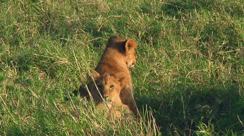 Lion cubs Stock Footage 10746629
