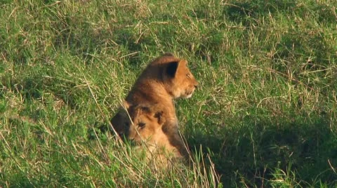 Lion cubs Stock Footage 10746657