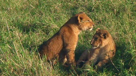 Lion cubs Stock Footage 10746738