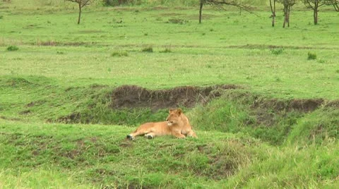 Lion cubs Stock Footage 10746879