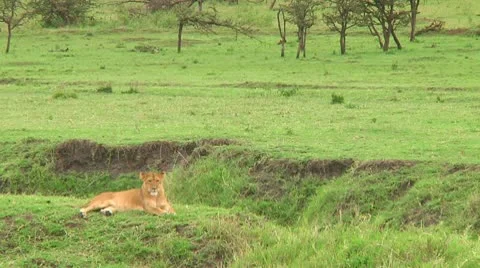 Lion cubs Stock Footage 10746892