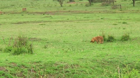 Lion cubs Stock Footage 10746904