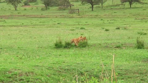Lion cubs Stock Footage 10746956