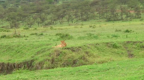 Lion cubs Stock Footage 10746969