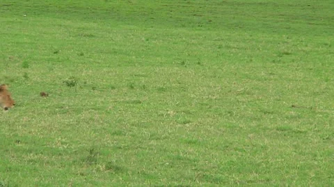 Lion cubs Stock Footage 10746974