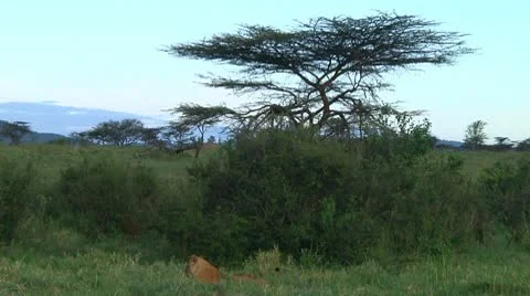 Lion cubs Stock Footage 10746998