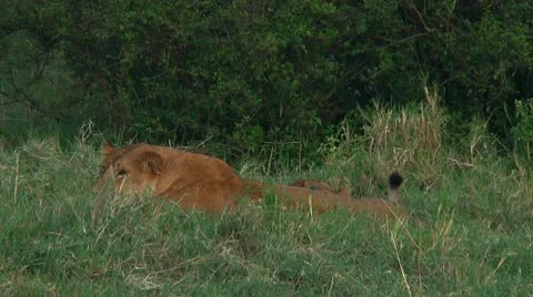 Lion cubs Stock Footage 10747007