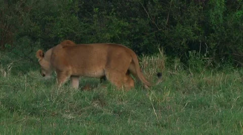 Lion cubs Stock Footage 10747015