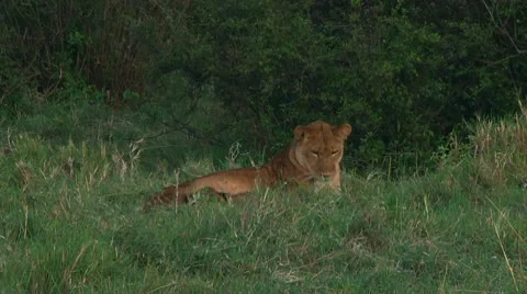 Lion cubs Stock Footage 10747026