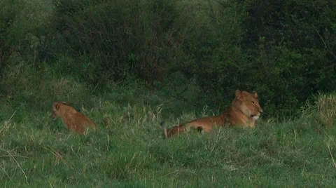 Lion cubs Stock Footage 10747042