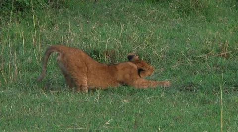 Lion cubs Stock Footage 10747067