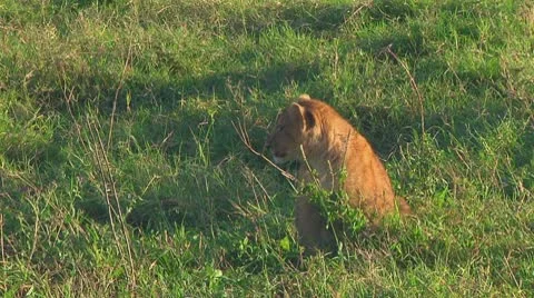 Lion cubs Stock Footage 10753272