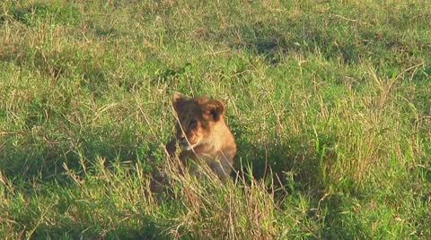 Lion cubs Stock Footage 10753308