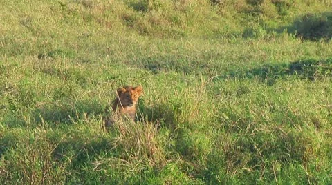 Lion cubs Stock Footage 10753344