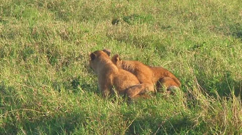 Lion cubs Stock Footage 10753395