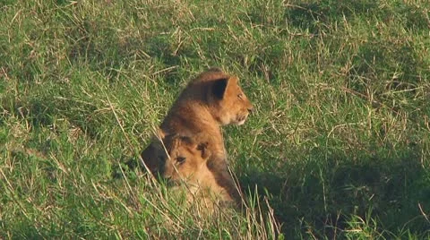 Lion cubs Stock Footage 10753486