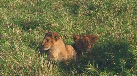 Lion cubs Stock Footage 10753501