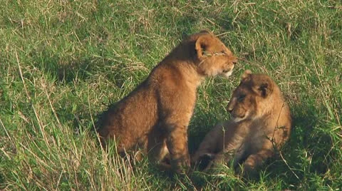 Lion cubs Stock Footage 10753520