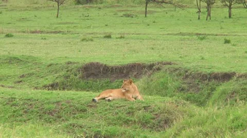 Lion cubs Stock Footage 10753586