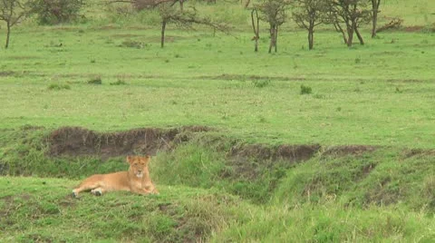 Lion cubs Stock Footage 10753598