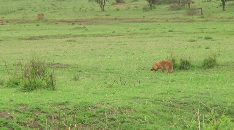 Lion cubs Stock Footage 10753605