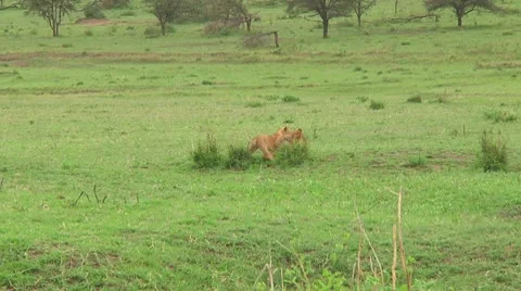 Lion cubs Stock Footage 10753632