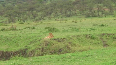 Lion cubs Stock Footage 10753644